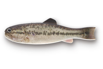 BASSWORM145