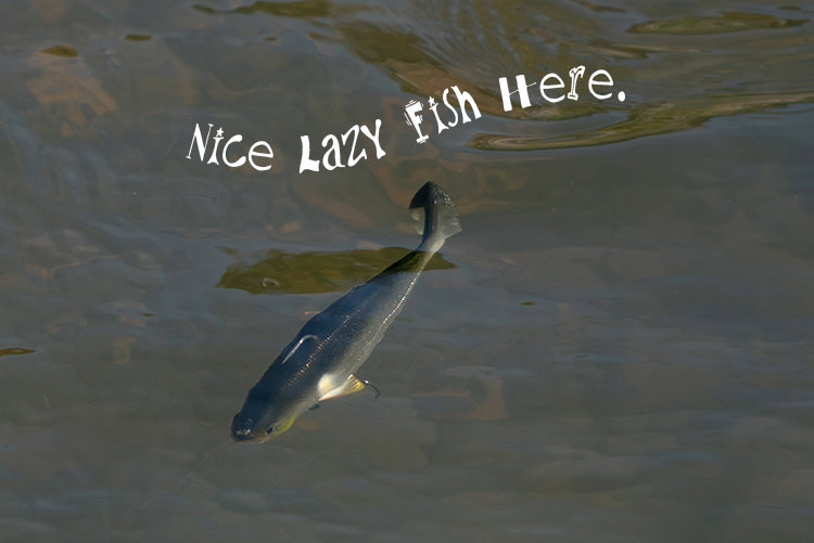 Nice Lazy Fish Here.