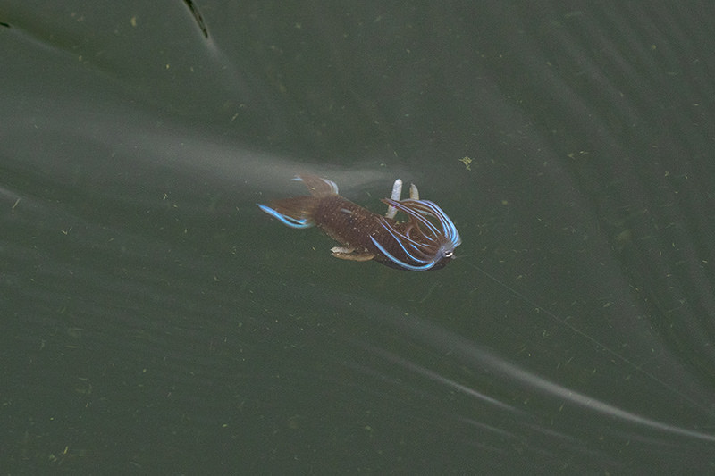 Hula Shrimp