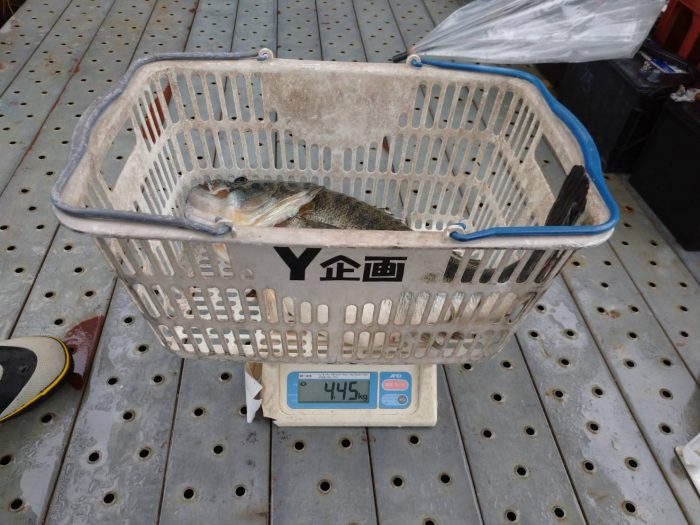 ジャバロンネオ135で62cm、61.5cm、59cm！！ | IMAKATSU