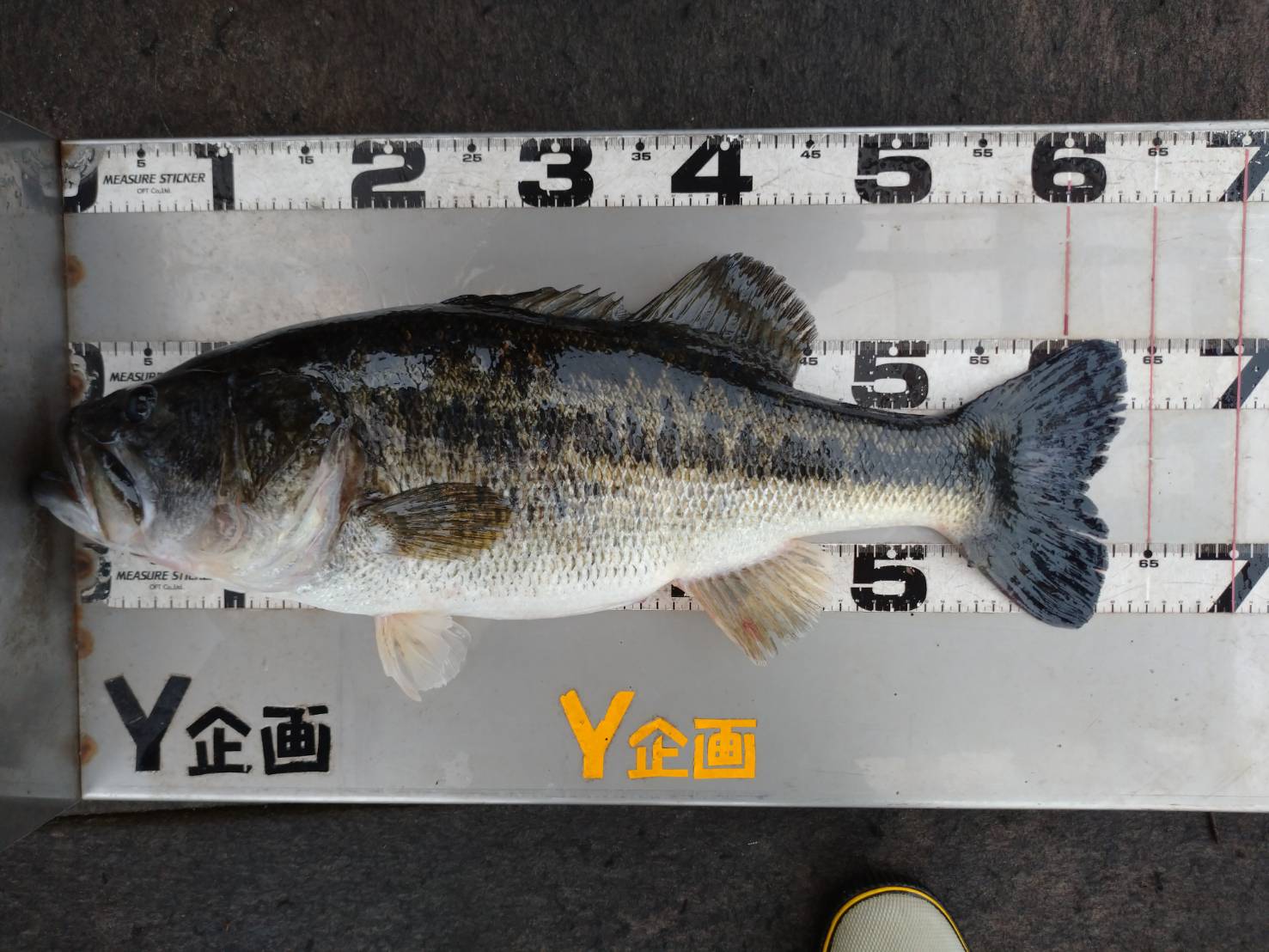 ジャバロンネオ135で62cm、61.5cm、59cm！！ | IMAKATSU