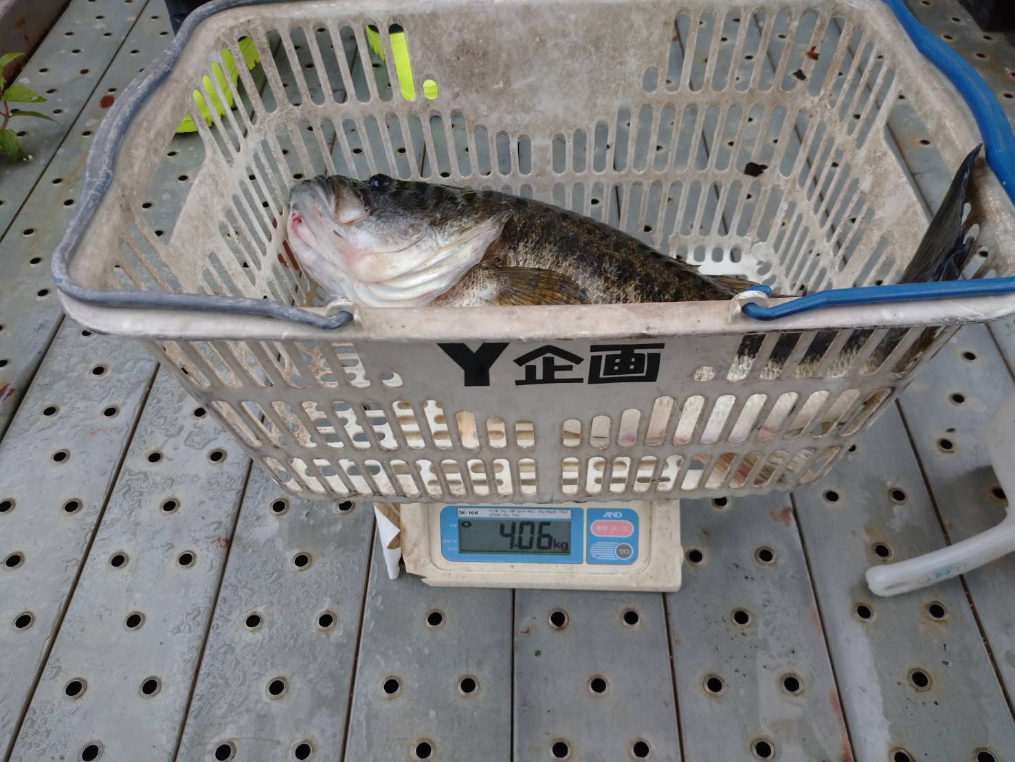 ジャバロンネオ135で62cm、61.5cm、59cm！！ | IMAKATSU