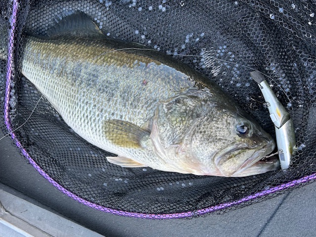 【値下げ】新品●イマカツ　ＳＧ＋　アンドロイド１８０　シルバートラウト●ＳＧ　ｐｌｕｓ　今江克隆 IMAKATSU ⁄ SG PLUS ANDROID 180 |