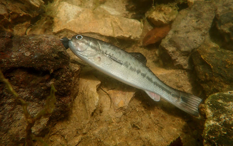 BASSWORM145は捕食者から必死に逃げて岩や木などのカバーに逃れようとするベイトを演出するのがコンセプト