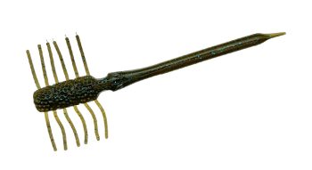 #S-258 イマエグリーンパンプキンブルーフレーク