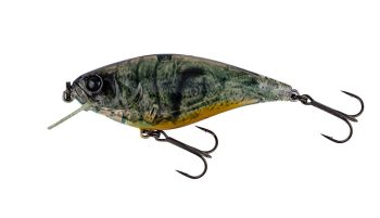 #1007 抱卵テナガエビ