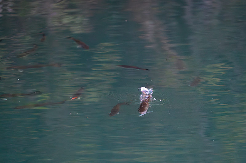Rainbow Tube　放置しているだけでバスがワラワラ湧いてくる