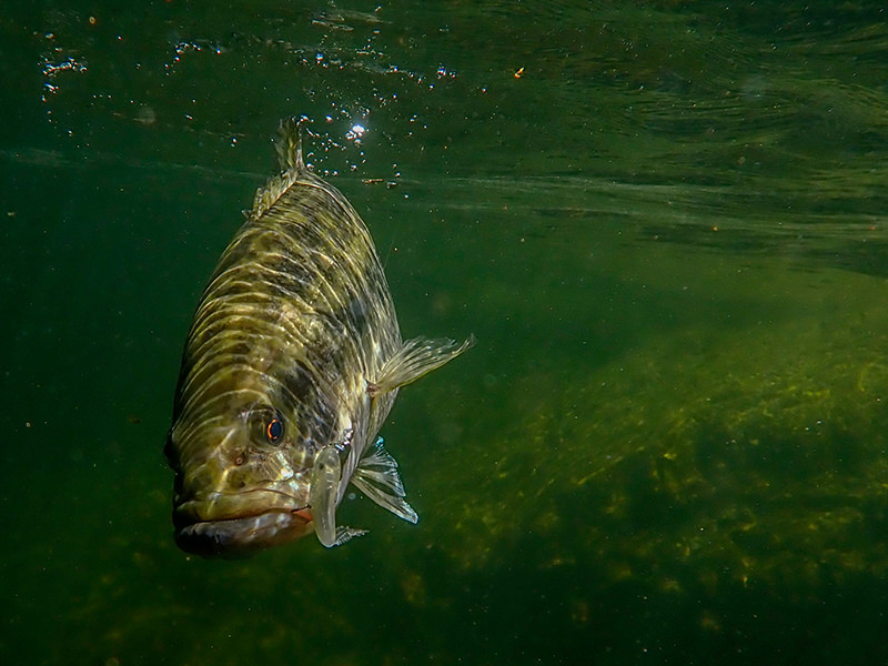 Rainbow Tube　着水直後からバスをワラワラと呼び寄せることができます