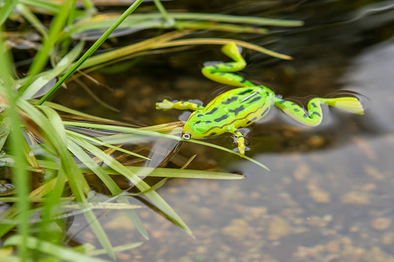 水面に浮くFinesseFrog elastomer
