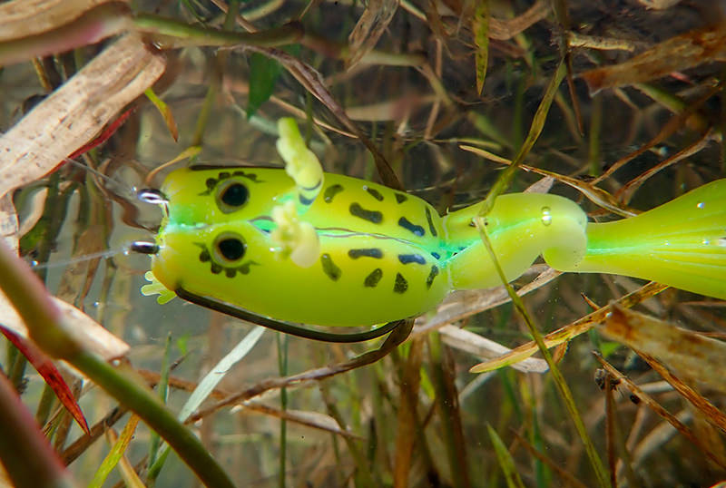 水中から見たFinesseFrog elastomer