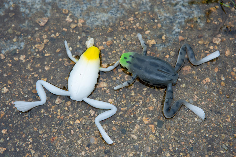 お腹面は白系色で塗り分け天然のカエルっぽい
