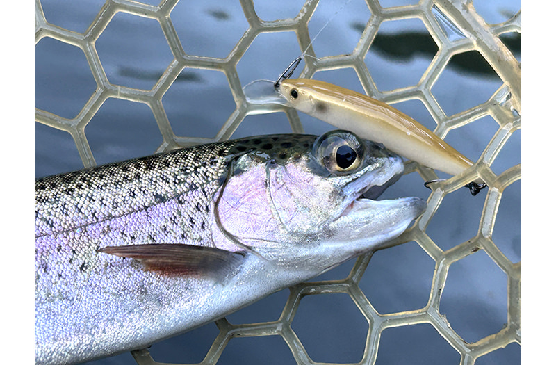 SPINICK釣果